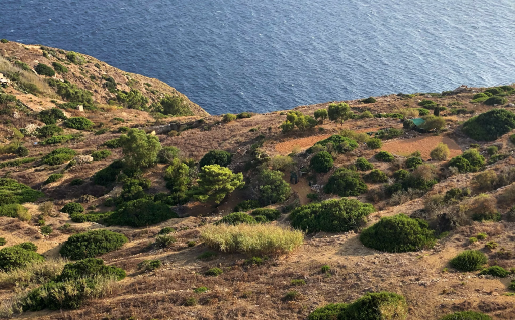 terrestrial ecology dingli cliffs